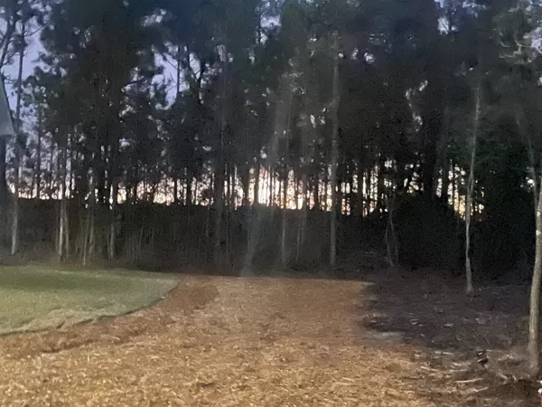 Lot Clearing 